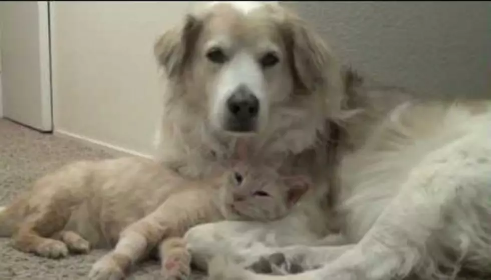 June Is National Shelter Cat Adoption Month &#038; This Kitty Loves Her Dog [VIDEO]