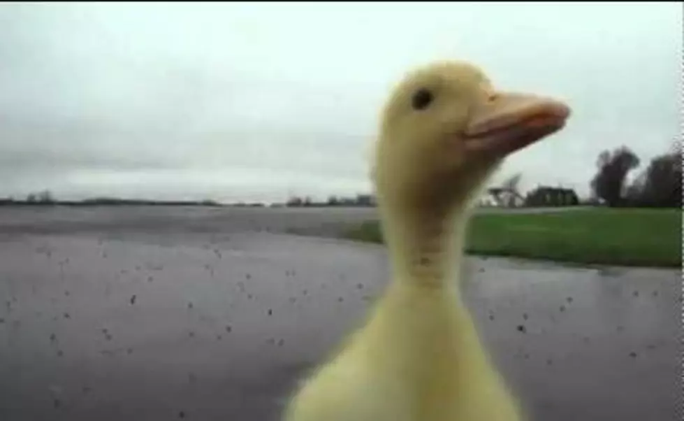 Friday Dose of Cute – Baby Duck Chasing Human [VIDEO]