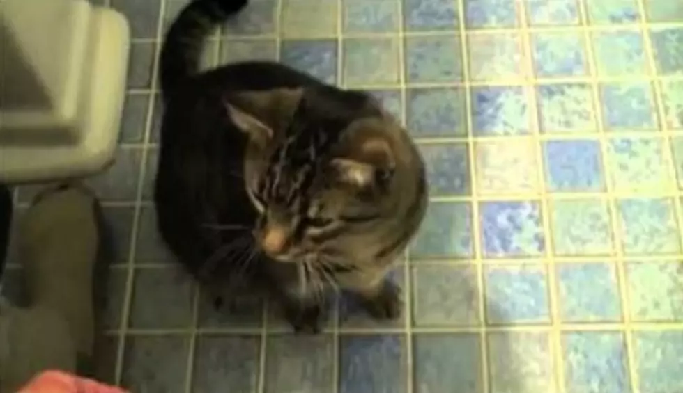Most Obedient Cat Ever &#8211; Like a Dog Only Better [VIDEO]