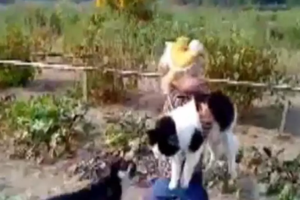 Adorable Little Girl Saves Her Cat From A Puppy