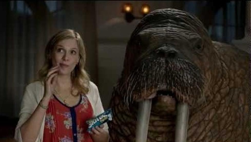 Skittles Ad Featuring Walrus Under Fire from National Advocacy Group [VIDEO]