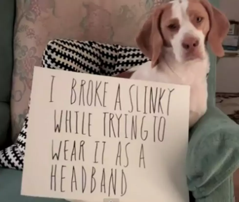The Ultimate Dog Shaming Video