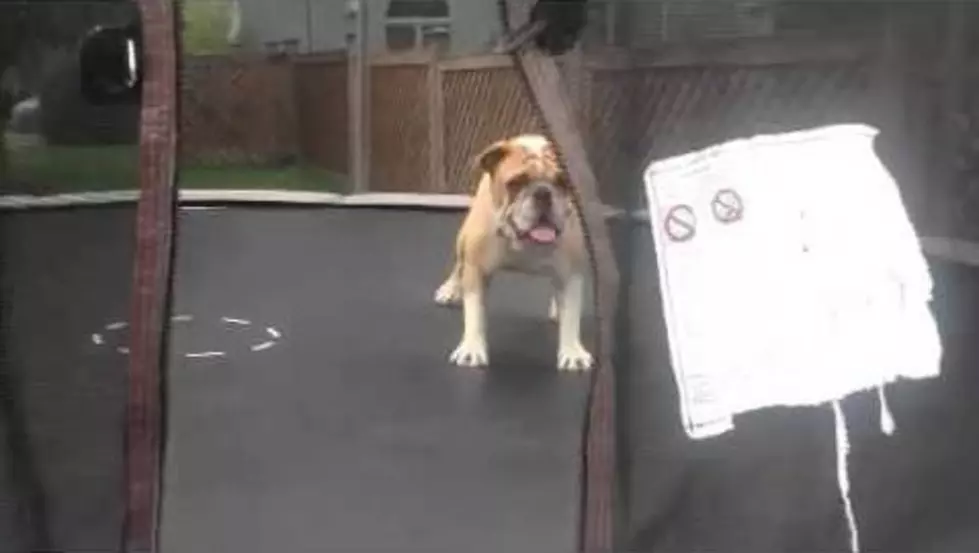 Lady and the Trampoline?