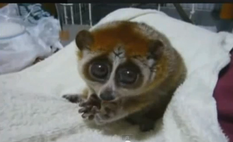 Check Out the Cutest Baby Animals You Have Ever Seen [VIDEO]