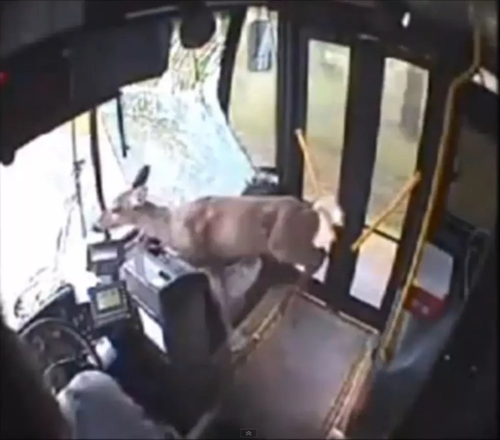 Check Out This Deer&#8217;s Bus Ride! [VIDEO]