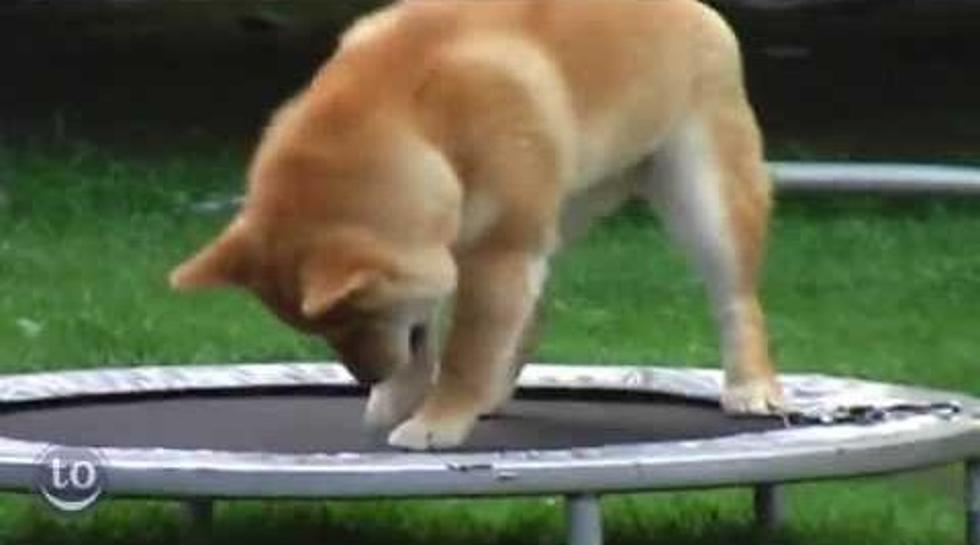 DAILY CUTENESS: Animals Jumping on Trampolines [VIDEO]