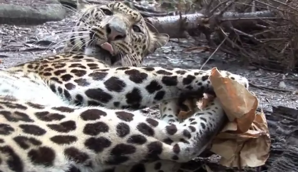 Watch Big Cats Enjoy Catnip [VIDEO]