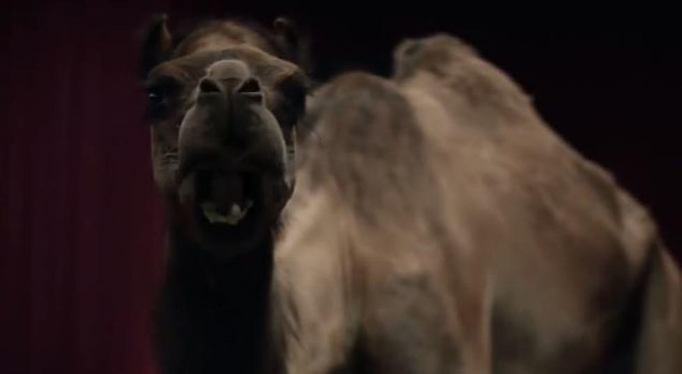 GEICO Camel Makes Big Screen Debut in “Movie Day” Public Service Announcement [VIDEO]
