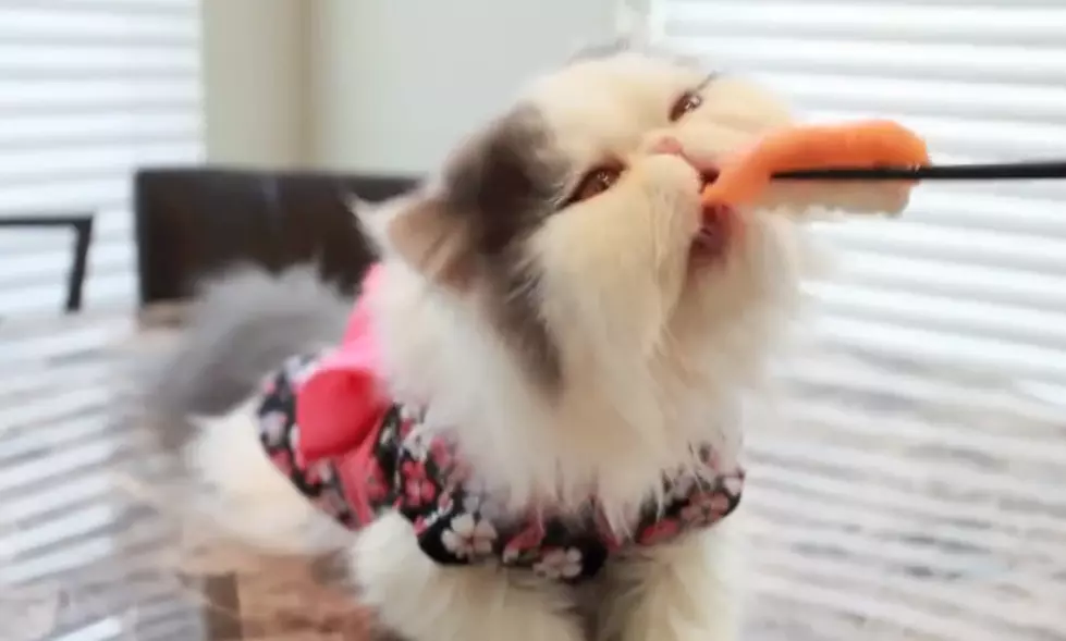 Watch a Cat in a Kimono Eat Sushi from Chopsticks [VIDEO]