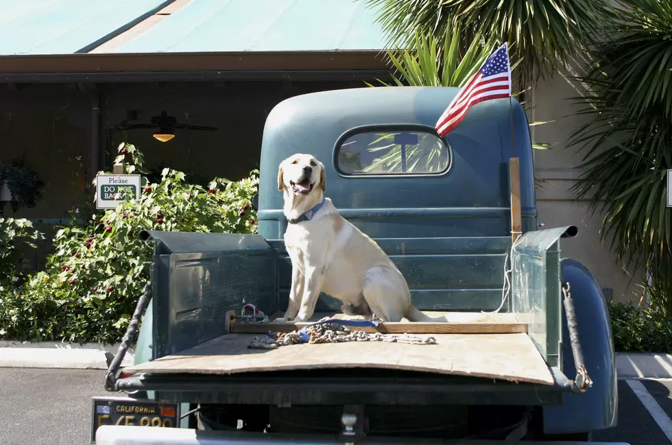 Summer Safety Tips for You & Your Dog – Fourth of July & Fireworks