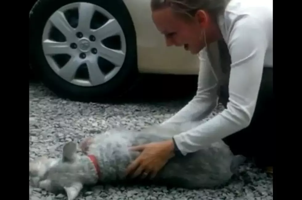 Watch Dog Pass Out From Excitement When She Sees Her Owner After Two Years