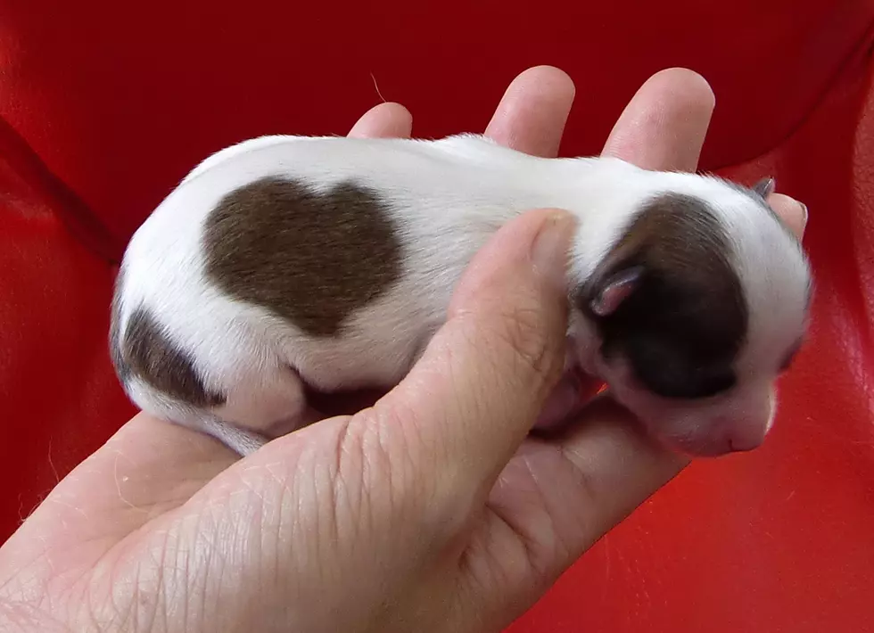 On National Puppy Day, KISS FM Listeners Decide the Cutest Breed of Puppy!