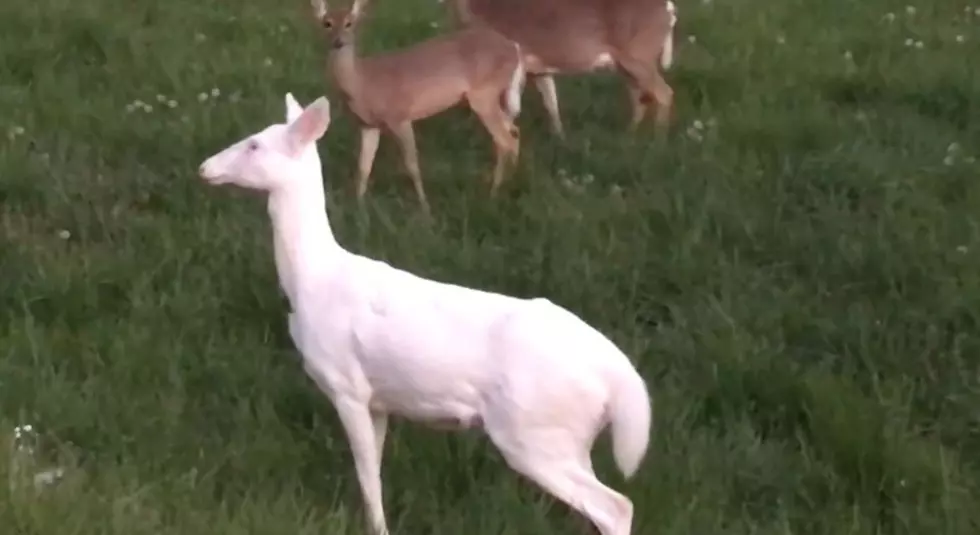 Albino Deer Spotted at Christmas Lake Village in Santa Claus, Indiana [VIDEO]