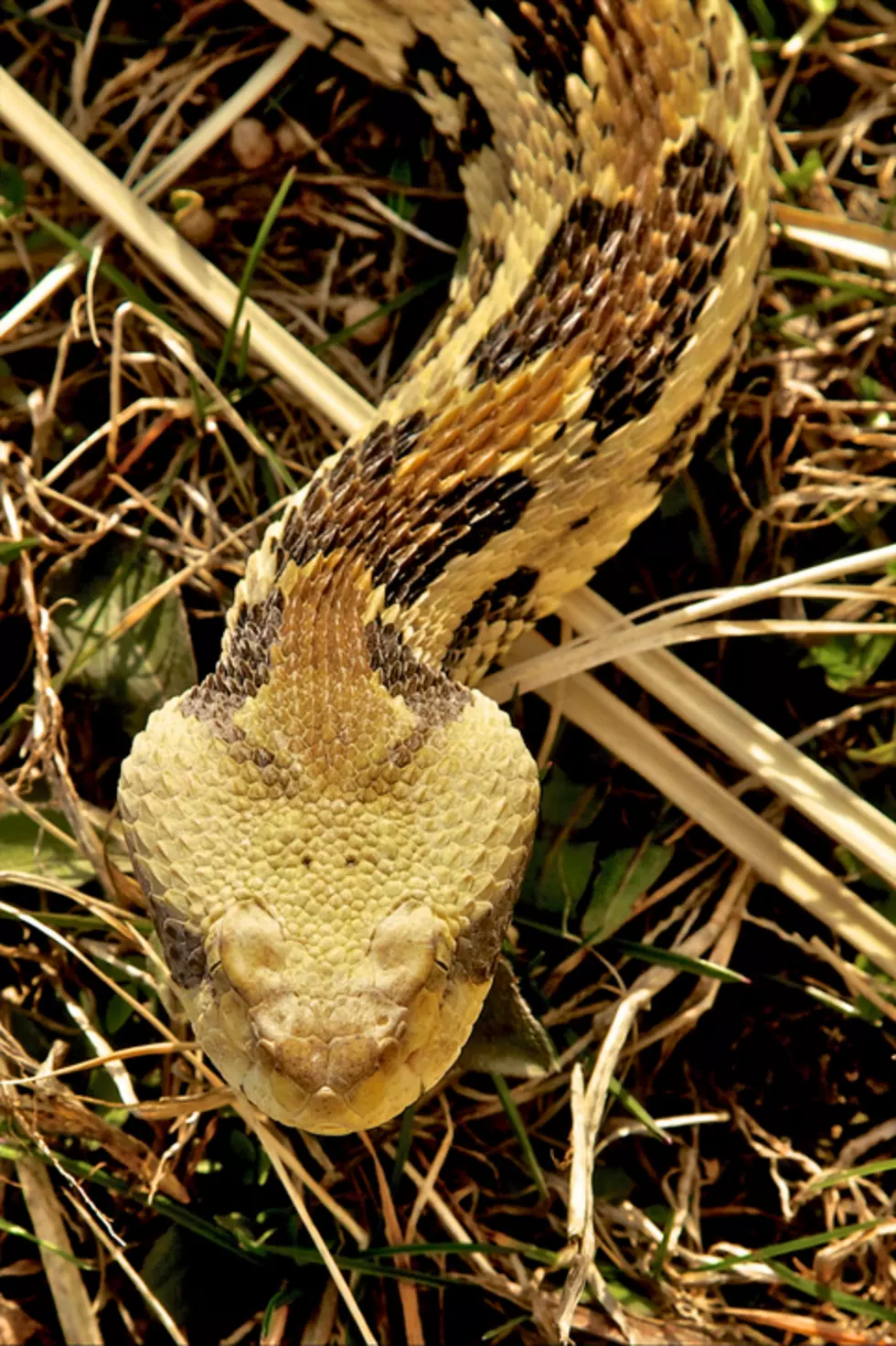 Timber Rattlesnake