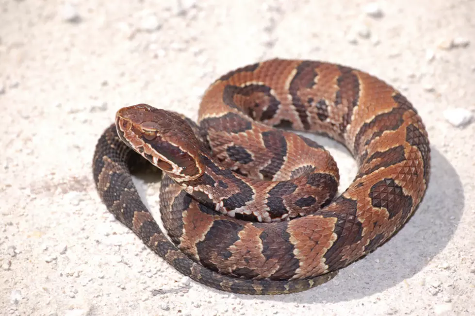 Young Cottonmouth Ready to Strike!