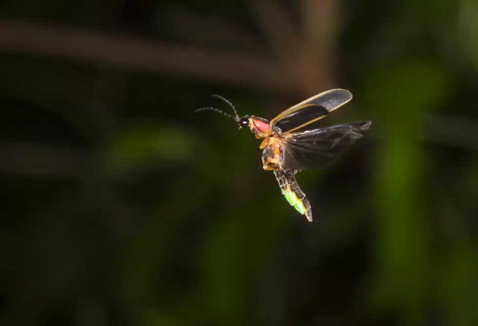 Lightning Bug Becomes Indiana&#8217;s State Insect, and the Reason Why May Surprise You