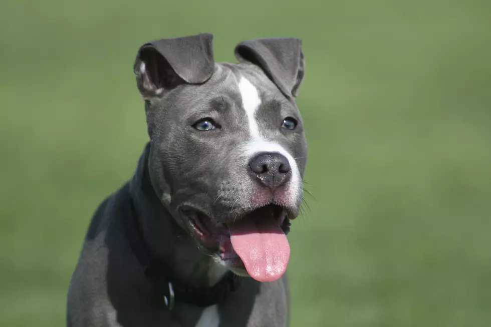 The Most Aggressive Dog Breeds, Ranked