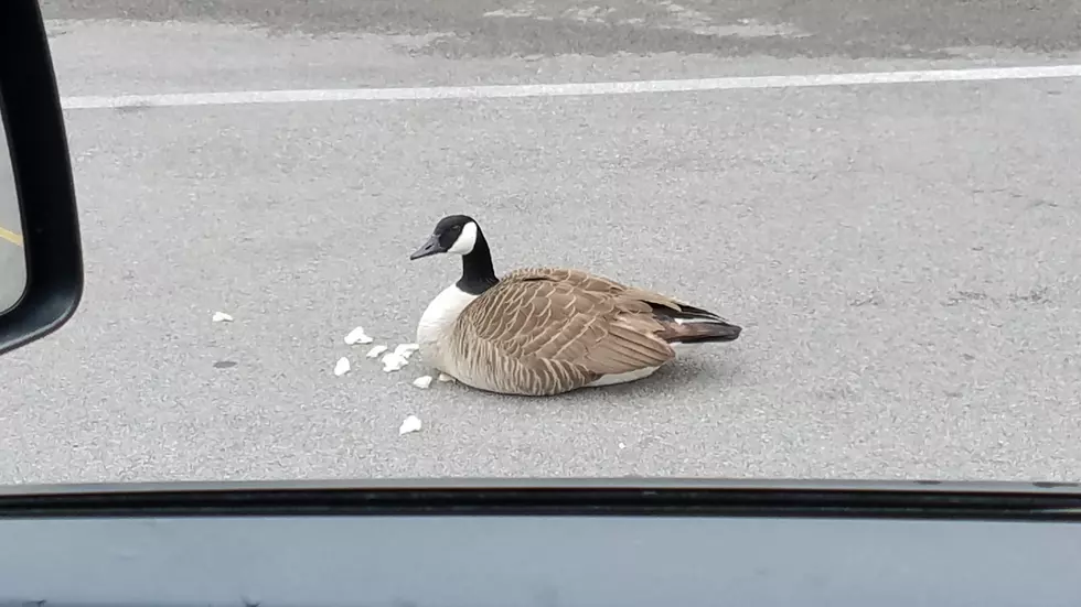 UPDATE on the Geese at Showplace East