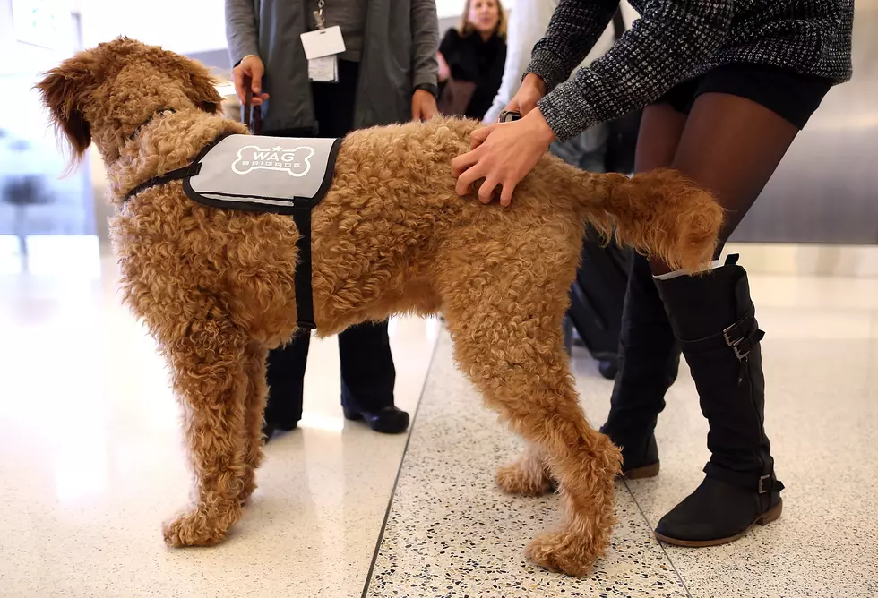 Airports Offering &#8216;Therapy Dogs&#8217; for Stressed Travelers