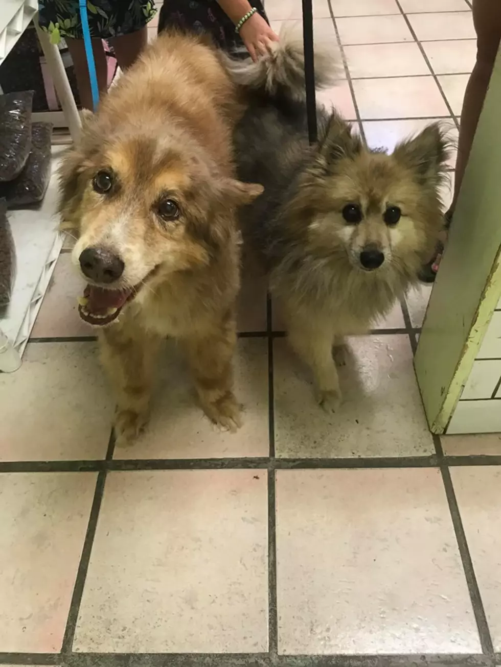 WHS Shares Happy ‘Tail’ of Two Senior Dogs Reuniting