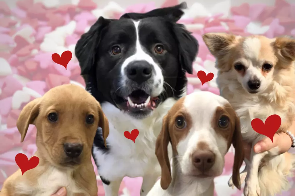 Lonely? Get a Valentine’s Doggie Date from Warrick Humane Society