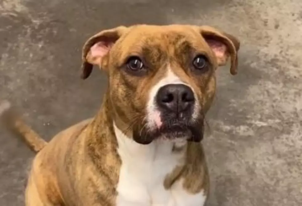Pit Bull will be Euthanized March 4 Unless Adopted [UPDATE]