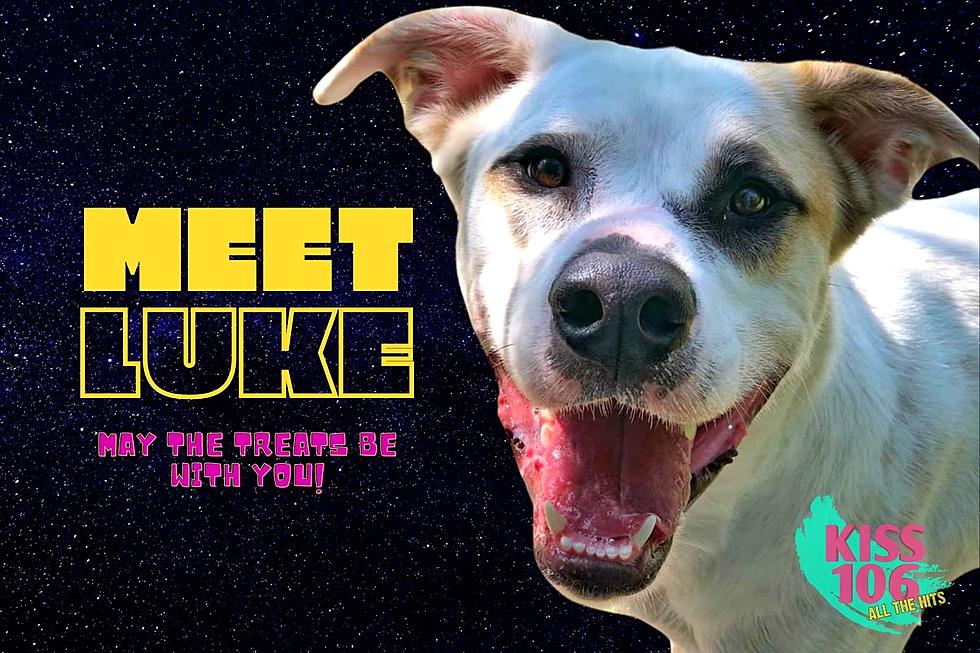 Meet Luke – A Big Dog with a Big Personality! [WHS Pet of the Week]
