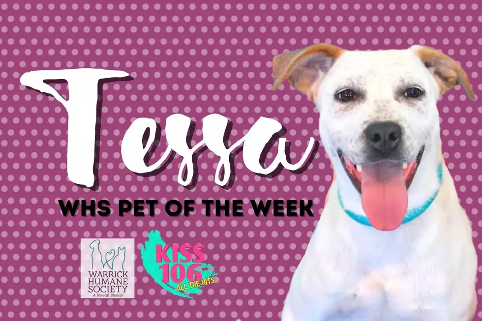 Tessa is Deaf; Looking for Family to Continue to Teach Her Sign Language [WHS Pet of the Week]