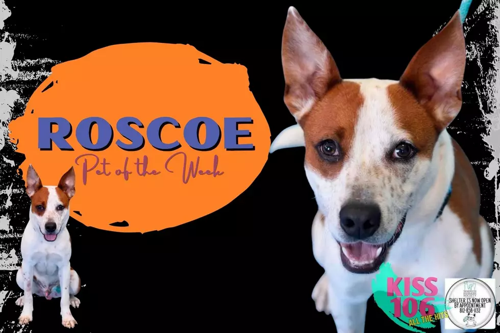 Roscoe is a Fun Dude with TONS OF ENERGY! [WHS Pet of the Week]