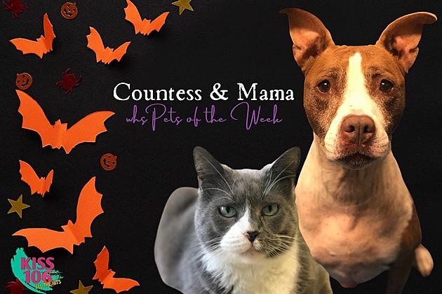 Mama &#038; Countess Need Families to Look After [WHS Pet of the Week]