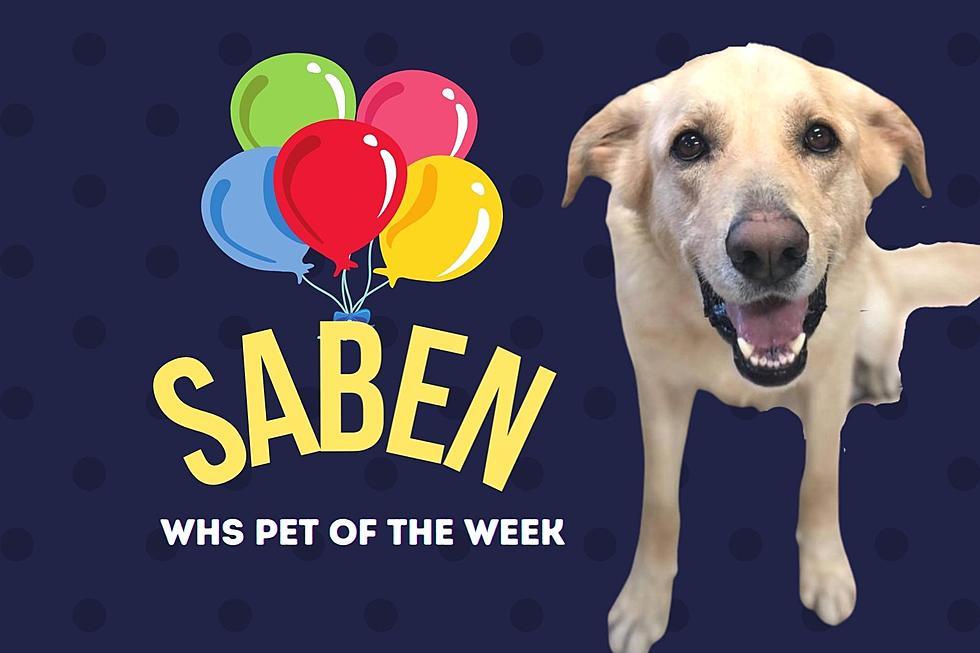 Hello, My Name is Saben and I LOVE YOU! SQUIRREL! [WHS Pet of the Week]