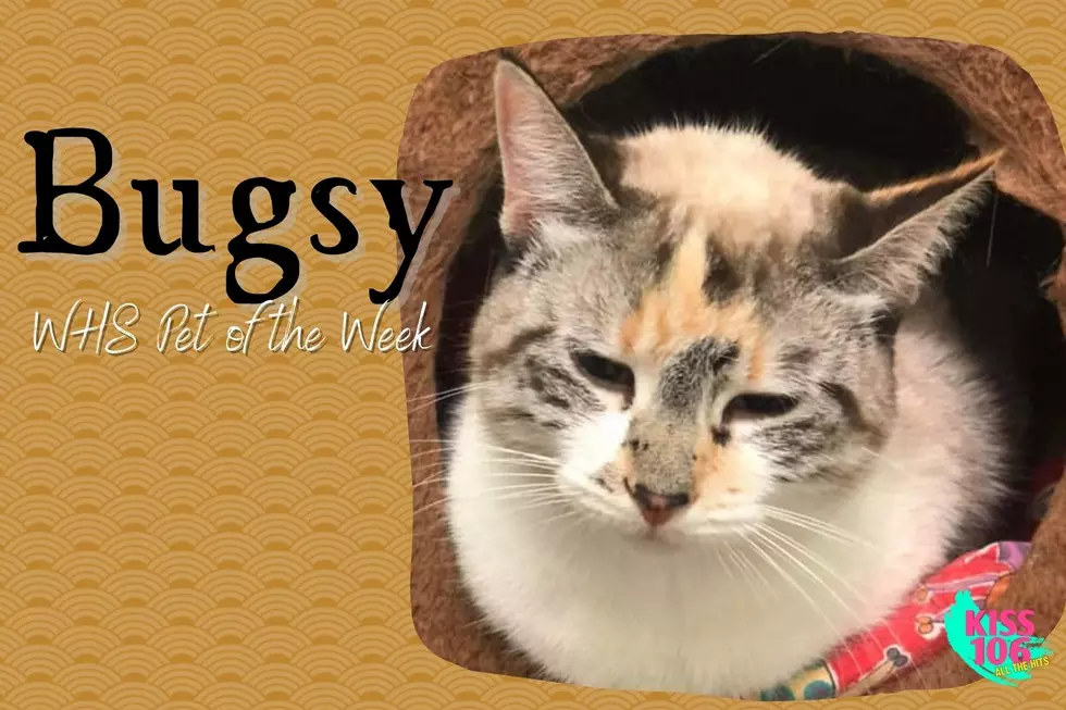 Hello, My Name is Bugsy and I’m a Lynx Point Siamese [WHS PET OF THE WEEK]