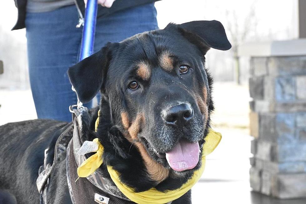 Meet Big Boss Dog, TONY [WHS Pet of the Week]