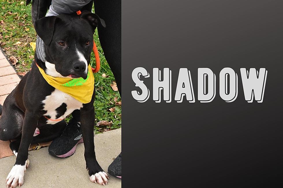Shadow is a Friendly Adoptable Dog in Warrick County That Needs a Fun Family!
