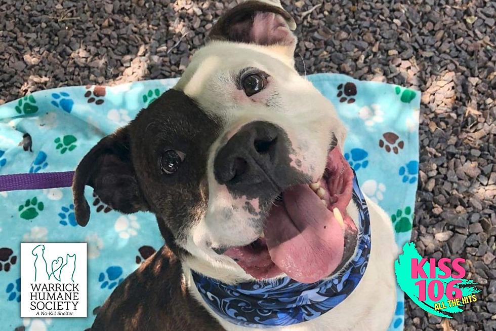 Abandoned Dog Has Spent 9 Months at Shelter & Needs New Family!