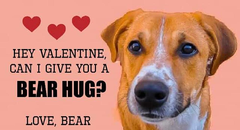 Lonely? Get a Valentine's Doggie Date