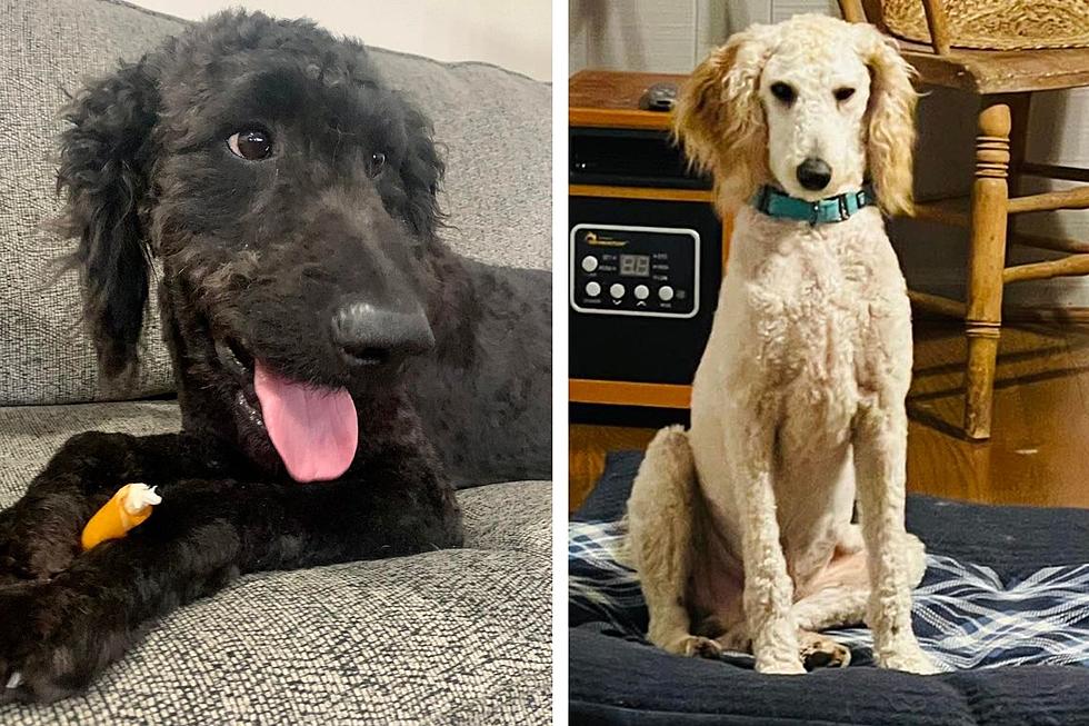 Doodles Rescued from Puppy Mill in Illinois Now Adoptable