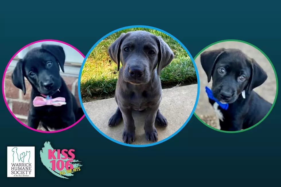 Indiana Dog Had 12 (YES 12!) Lab Mix Puppies and They’re Up for Pre-Adoption