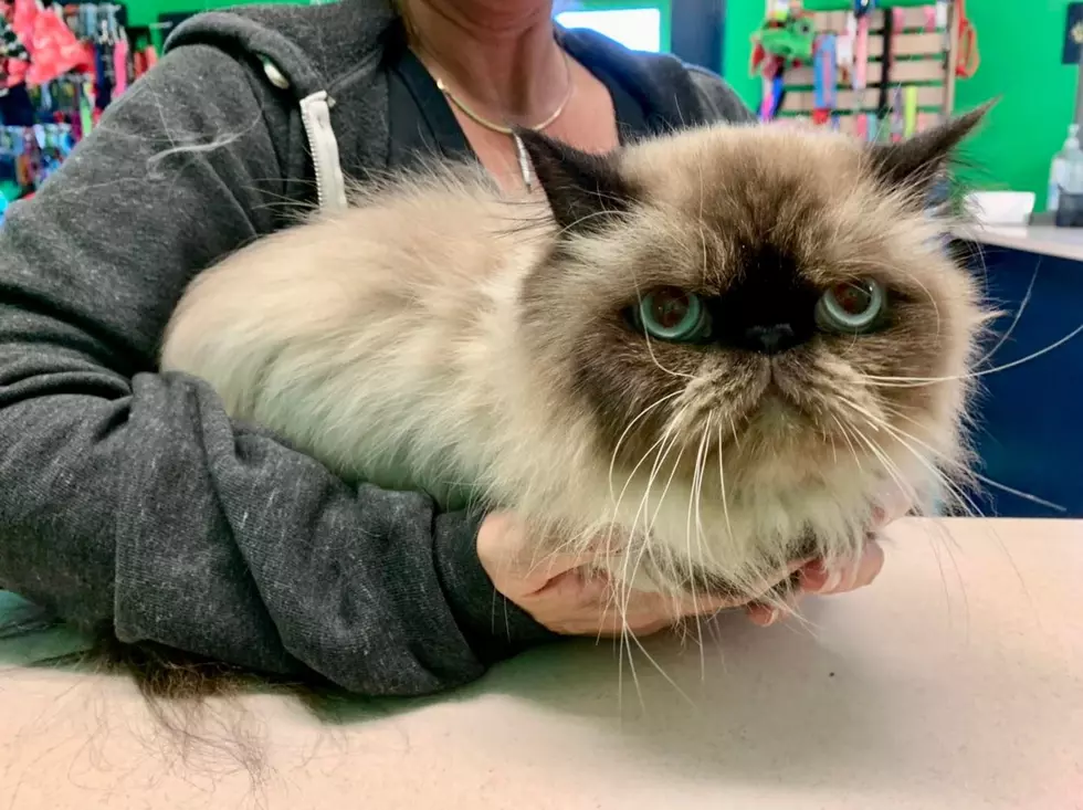 Murphy is an Adoptable Persian Cat in Indiana with Fantastic Social Media Influencer Potential [UPDATE: ADOPTED]