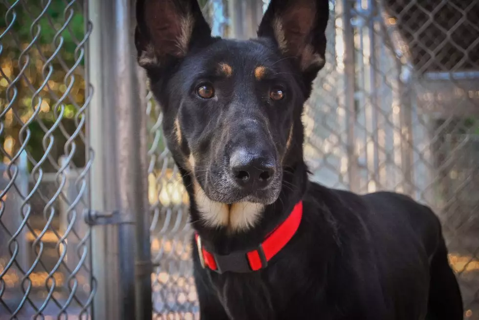 Marley is a Bombshell Black German Shepherd Available for Adoption in Newburgh, IN