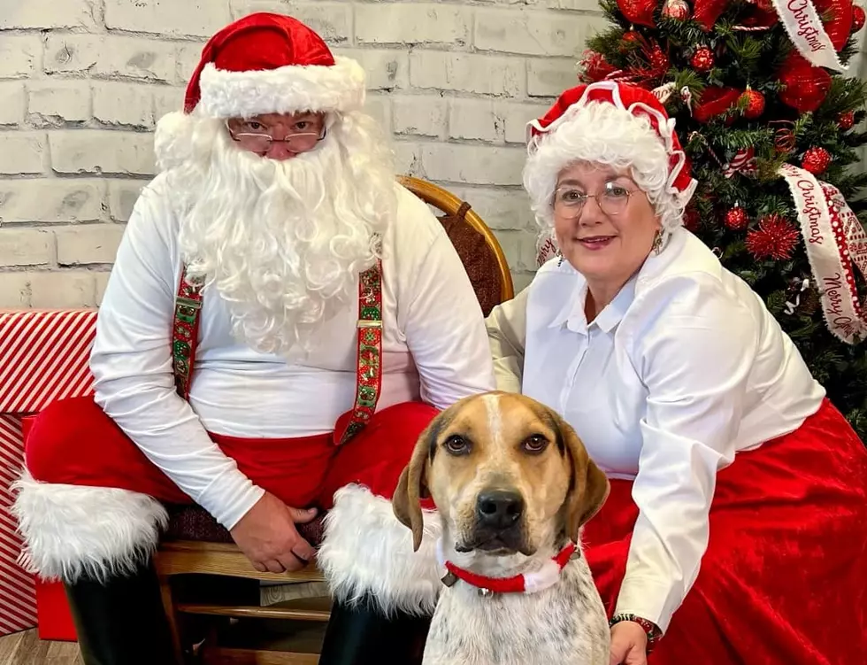 No House Training Required When You Adopt Smokey from Warrick Humane Society [12 Strays of Christmas]