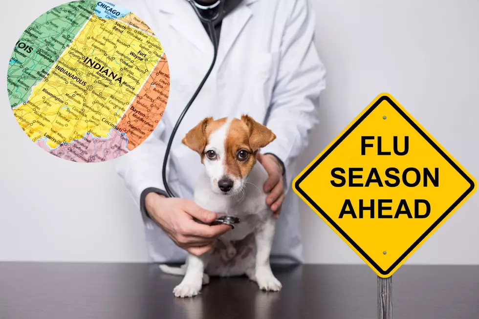 Dog Flu Cases are Spiking in IN & KY : Here’s What Pet Owners Need to Know