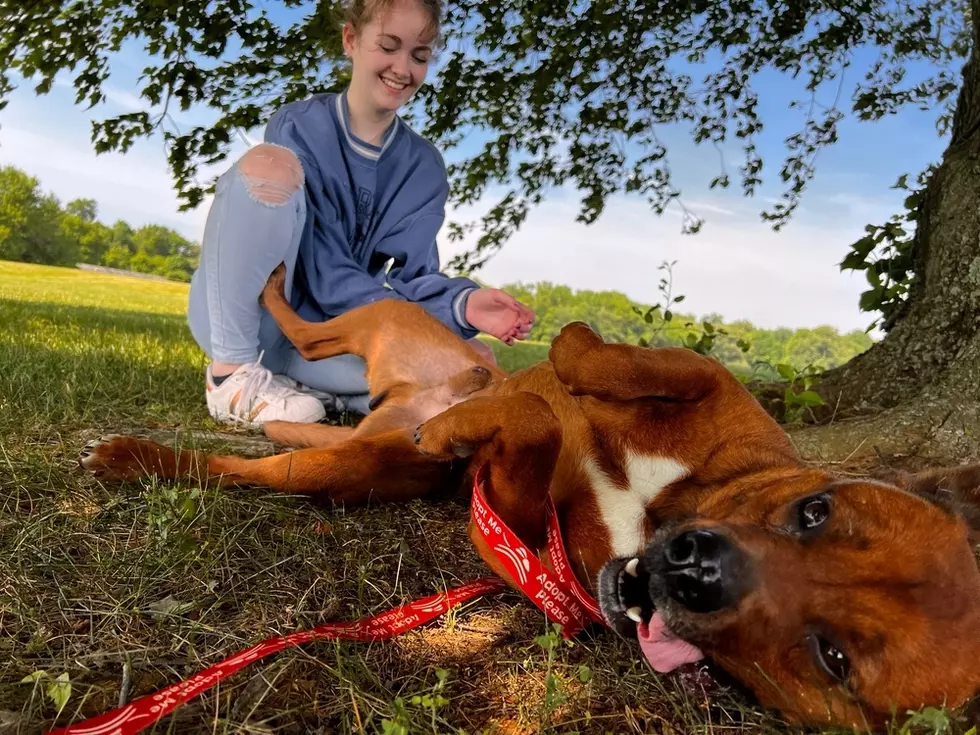Clifford, the Adoptable Big Red Dog, Has Been at an Evansville Shelter Since March [12 STRAYS OF CHRISTMAS]