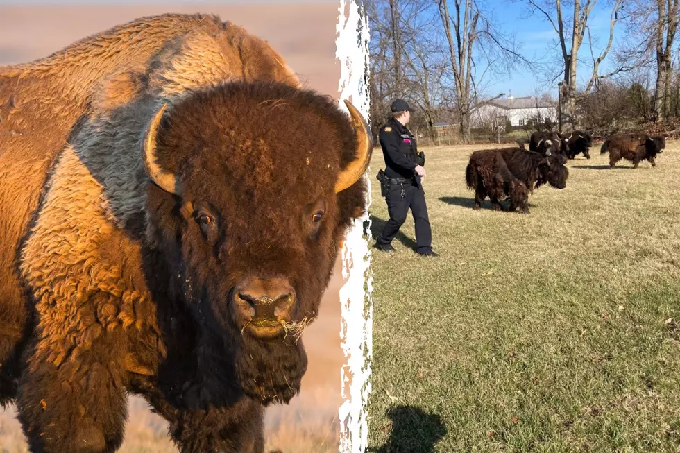Indiana Police Were Called Out to Round Up a Very Peculiar Group of Animals (That Were Most Definitely NOT Bison)