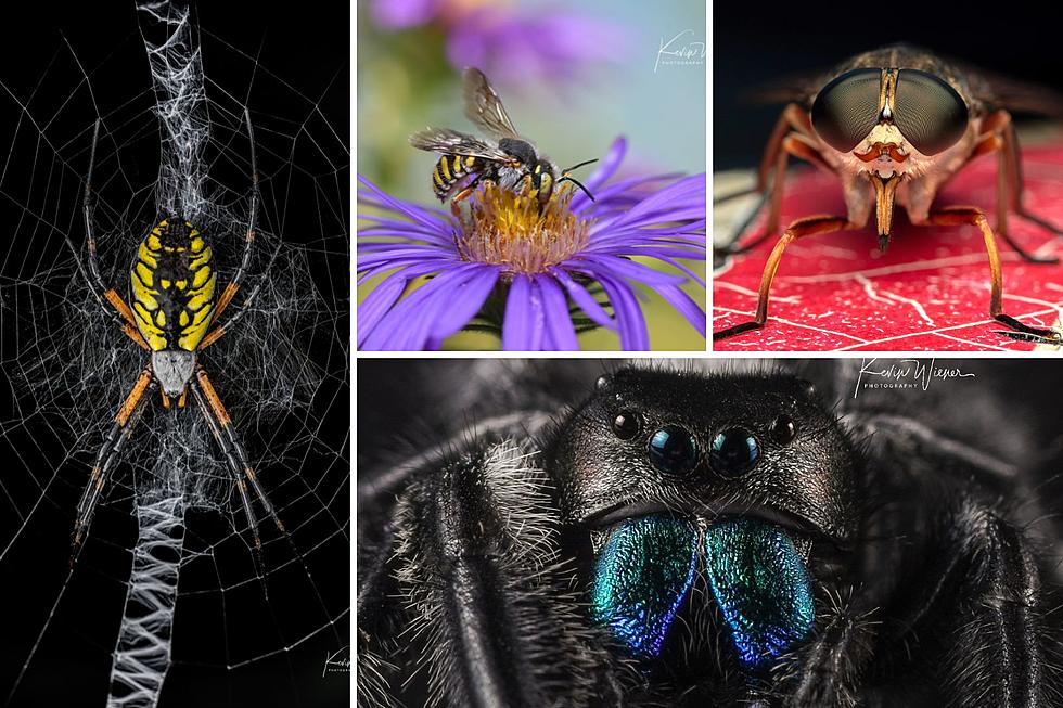 ‘All Bugs Go To Kevin’ Facebook Group Creator Resides in Indiana and Captures Unbelievable Photos of Insects