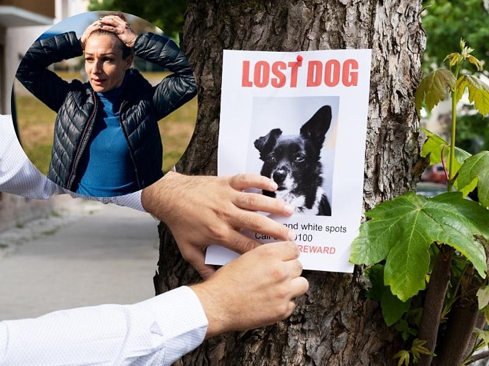 How To Find a Lost Pet in Henderson, Kentucky