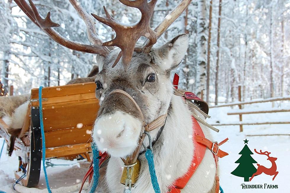 Reindeer Farms Around Southern Indiana & Western Kentucky You Can Visit This Holiday Season