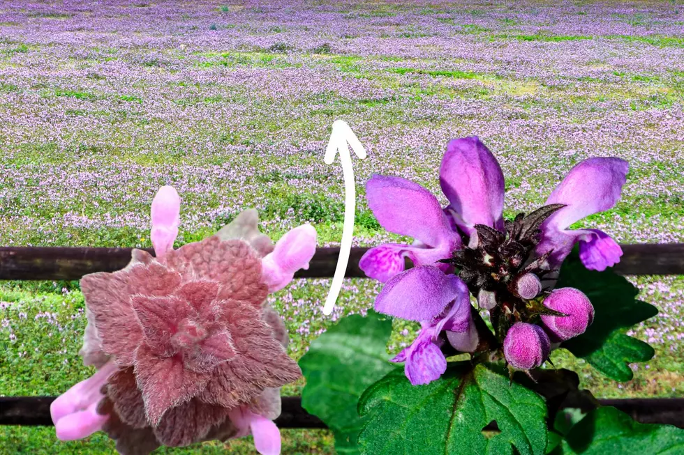 What are the Purple Flowers in Indiana & Kentucky Fields and Why Are They So Vibrant This Year?