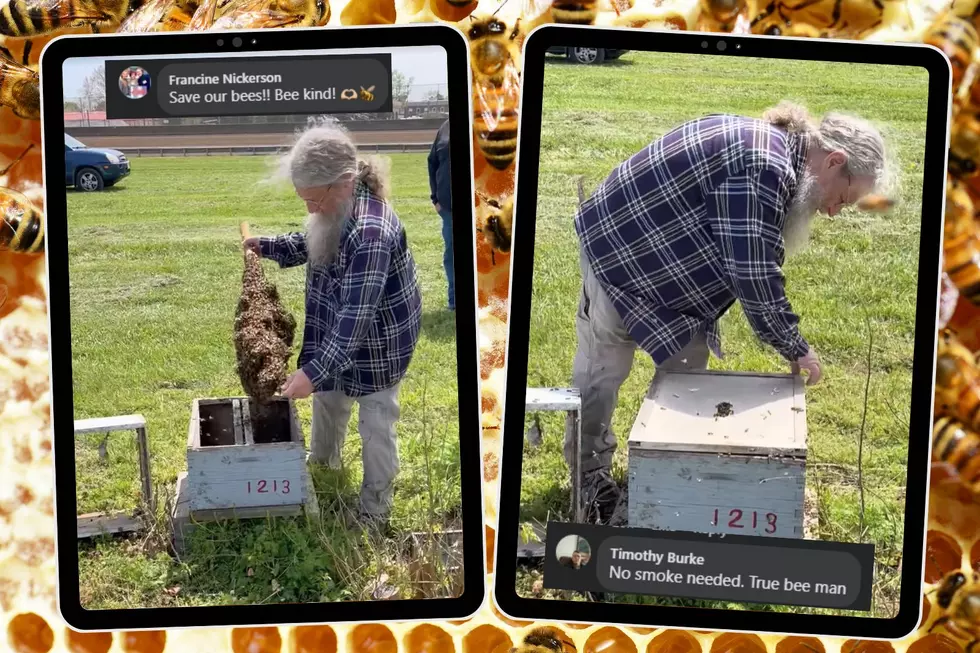 See the UnBEElievable Video of Bee Experts Removing a Swarm from the Illinois State Fairgrounds