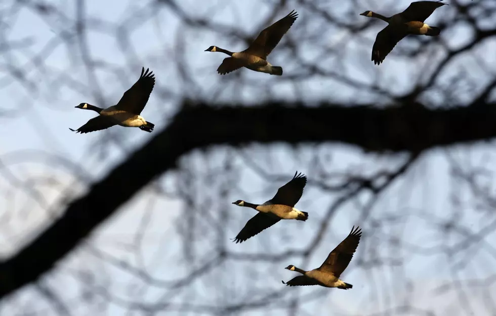 Canada Goose Hunting in Fennville, Michigan